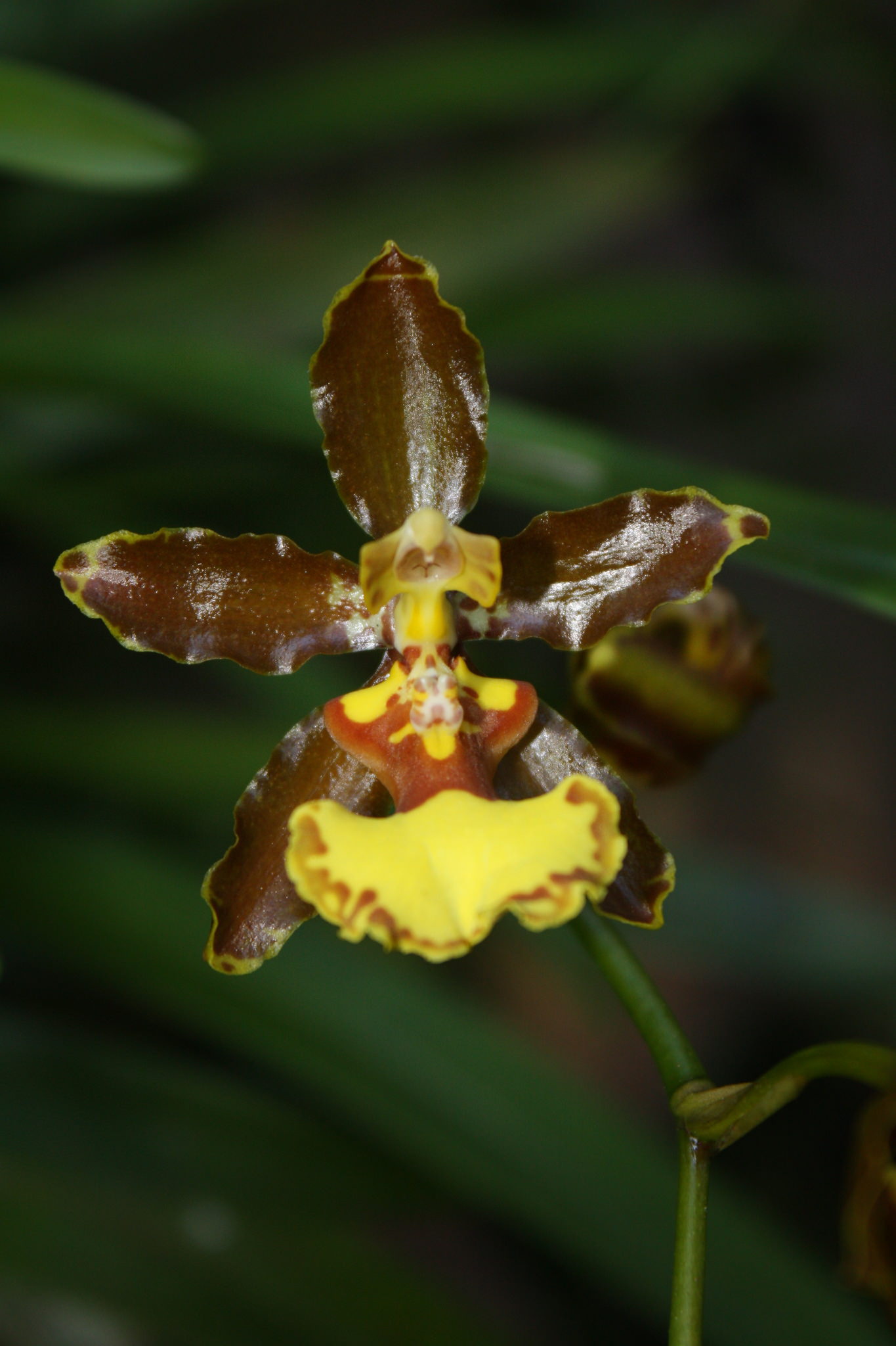Oncidium olingatum